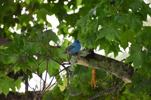 DSLR Photo: Indigo Bunting